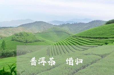 普洱茶 惜归/2023042641615